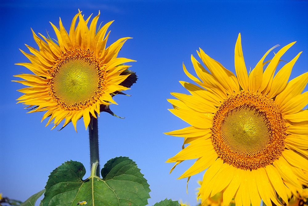 Canada-Manitoba-Altona Close-up of sunflowers art print by Jaynes Gallery for $57.95 CAD